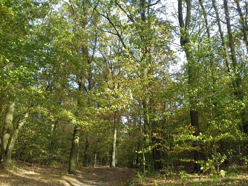 20191026_144404.jpg - torii99