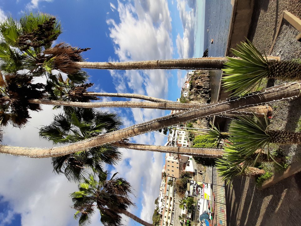 Przygotowane palmy do Świąt 😃 - kristov