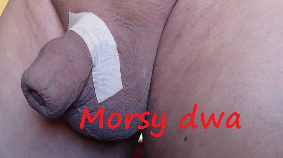 Listopadowe remanenty. - Morsy_dwa