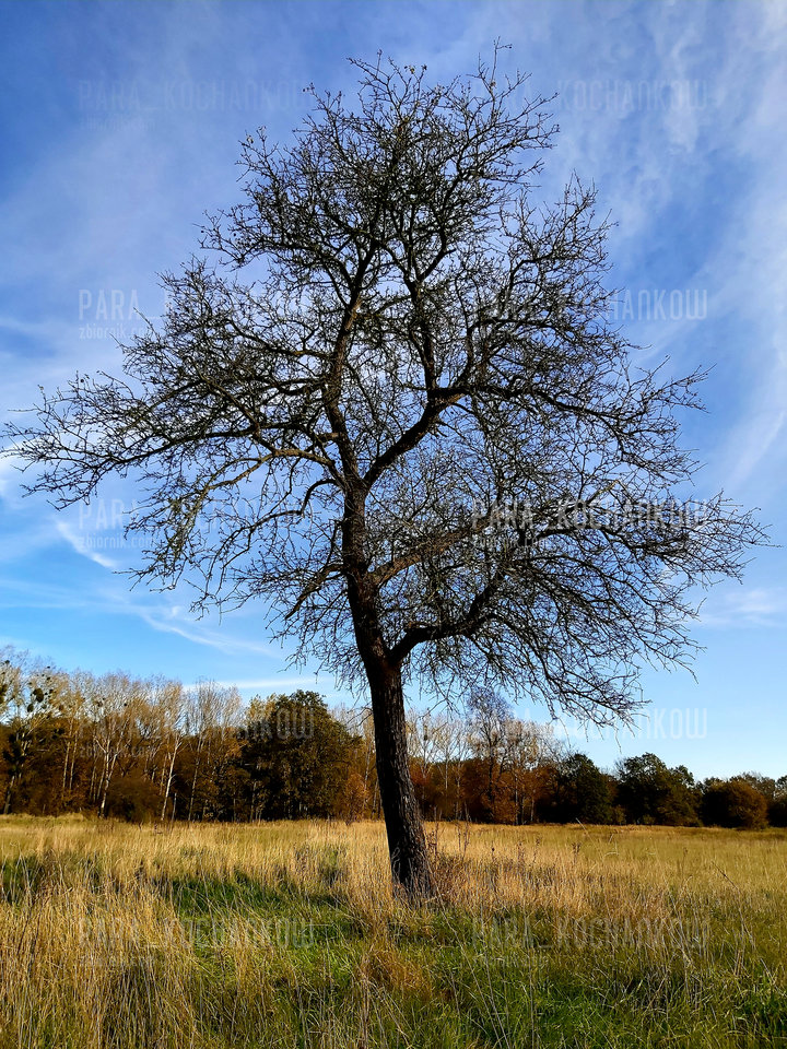 Jesień c.d. - para_kochankow