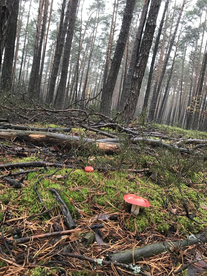 10.11.2019 - IIroniaa