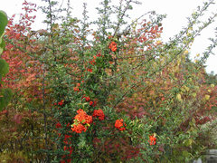 Mamy piękną jesień...