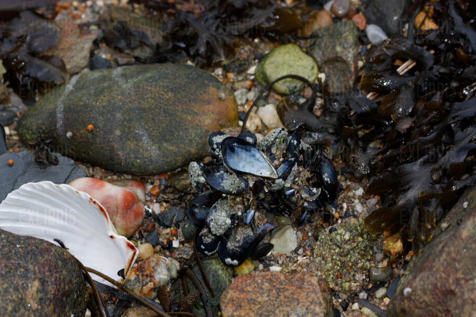 Kto widzi tam różową cipkę wśród afrodyzjaków? - exlibris