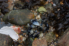 Kto widzi tam różową cipkę wśród afrodyzjaków?