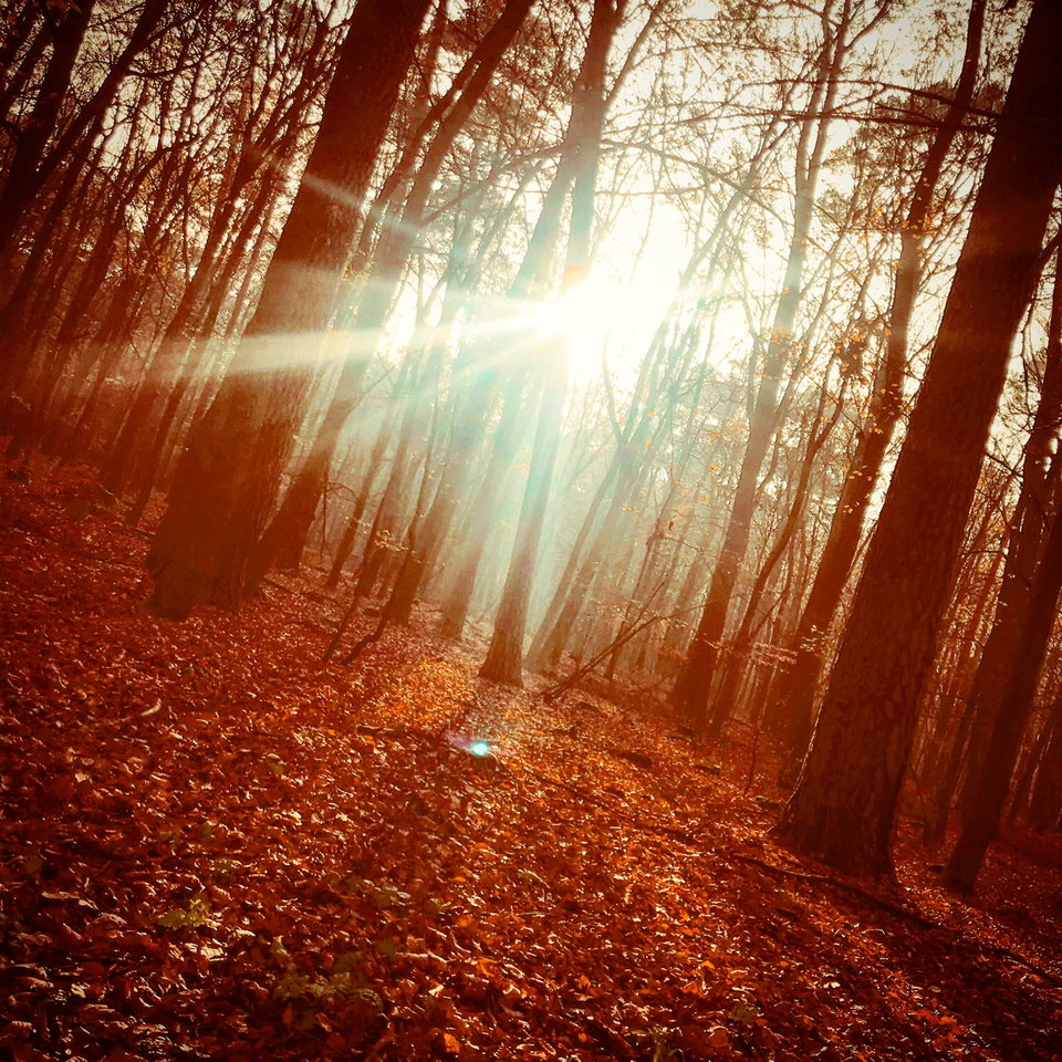 ACC8CA29-B402-478B-A7E5-D630DC5A5710.jpeg - Mekagojiranogyakushu