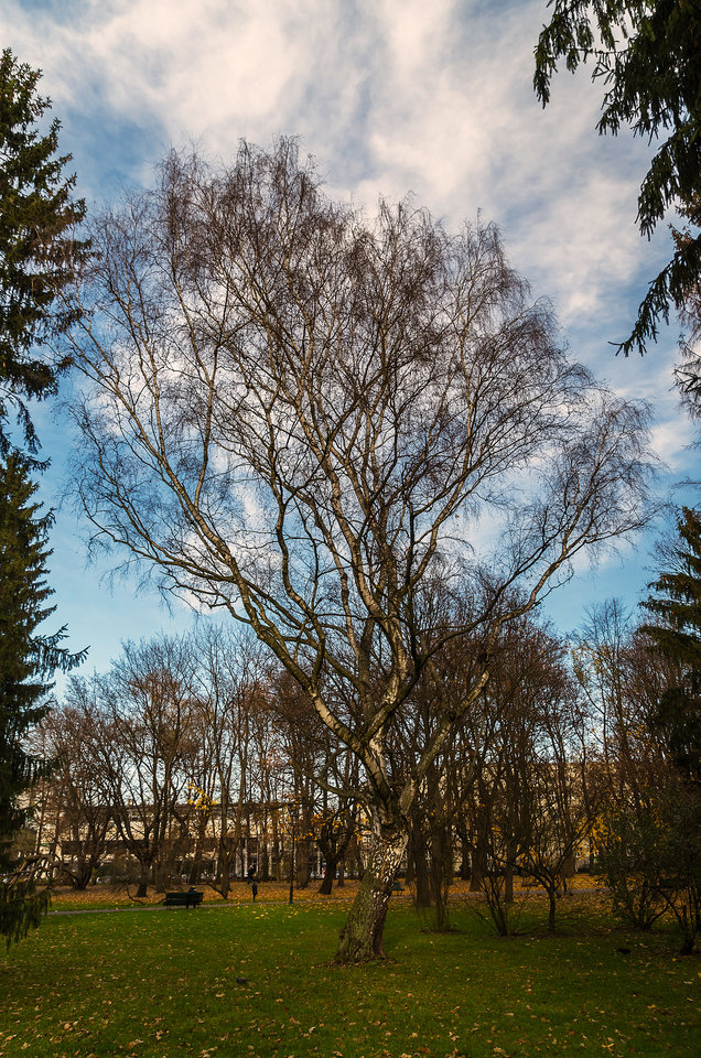 I po liściach... - mystic