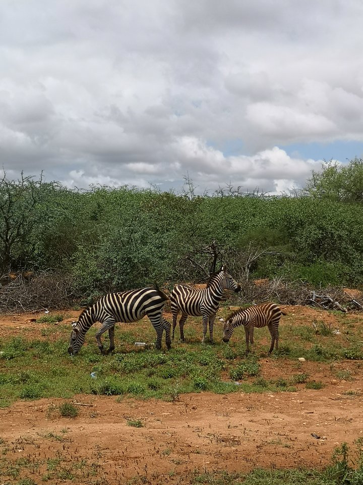 IMG_20191113_113402.jpg - Niunia109