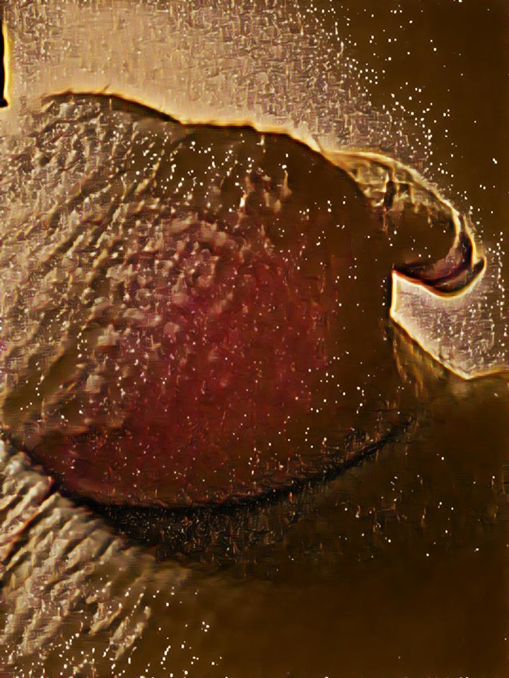 IMG_2019-11-19_8-13-31_29.jpg - dino8