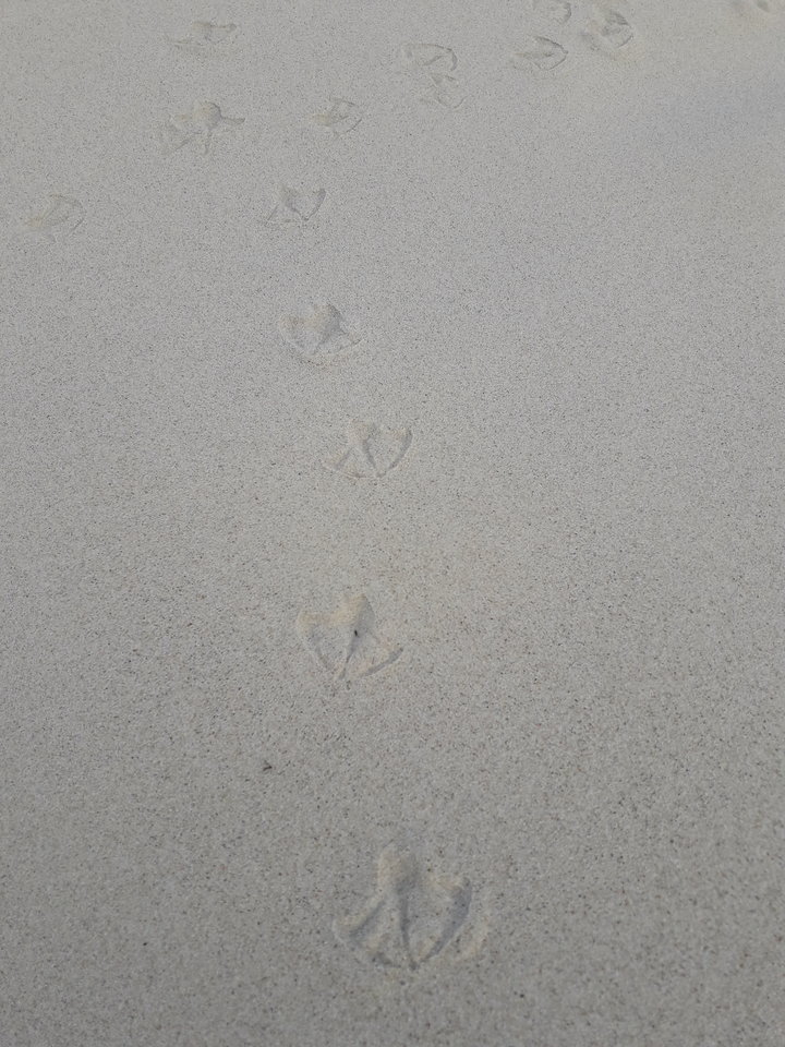 20191120_125421.jpg - biMiKpuszysta