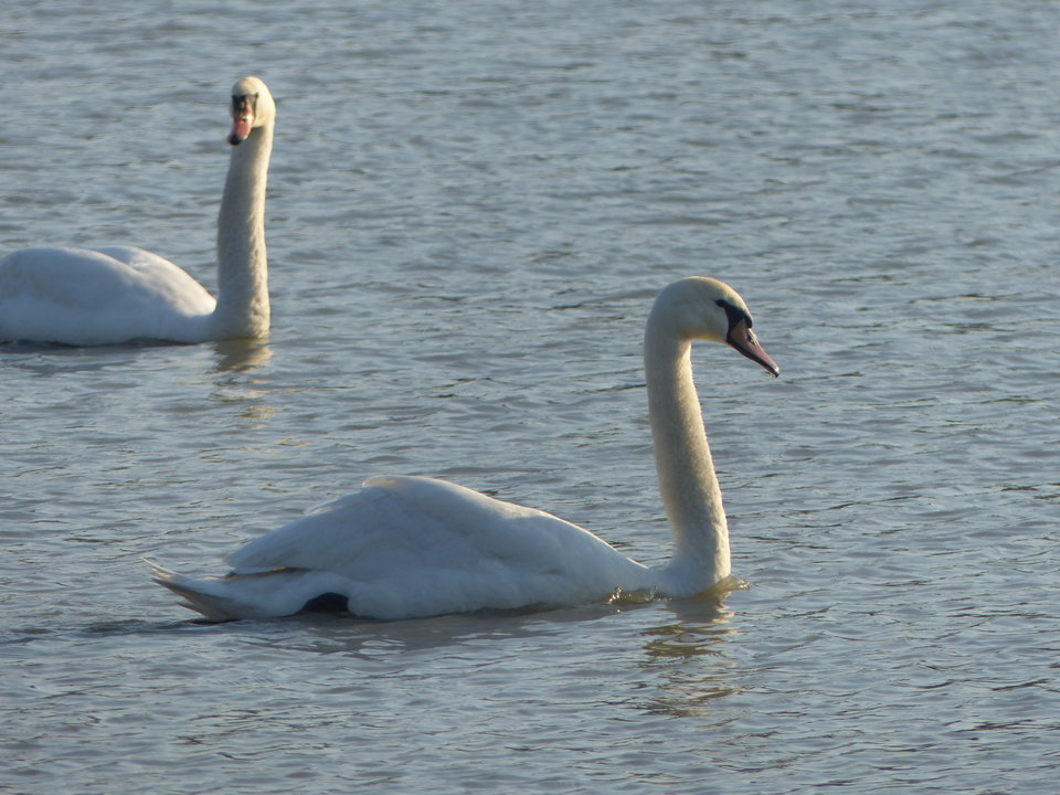 P1000104.JPG - onaongliwice