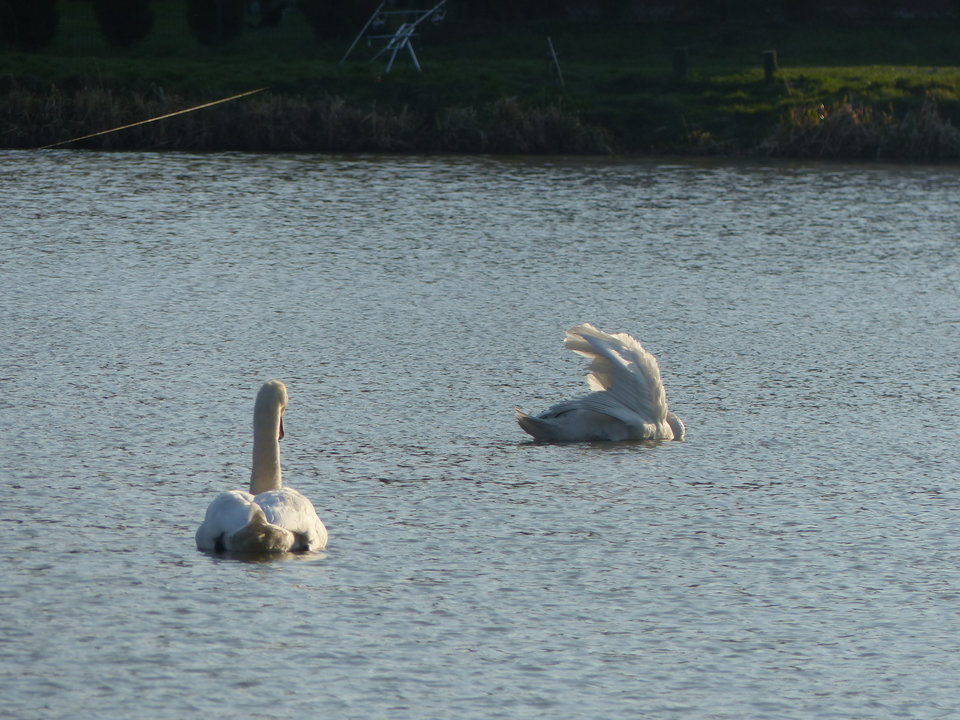 P1000109.JPG - onaongliwice