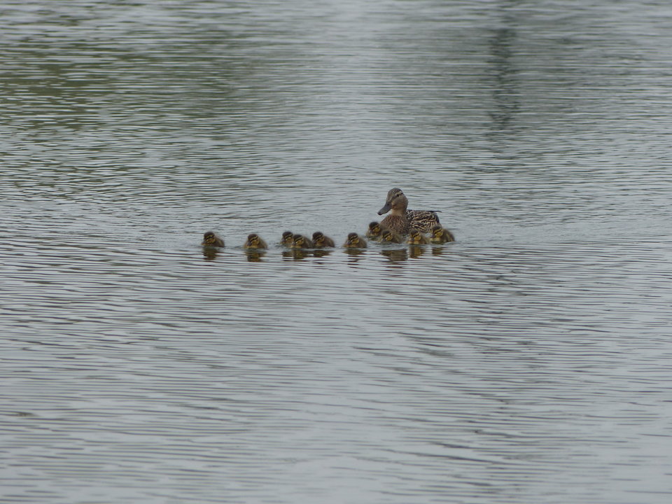P1000156.JPG - onaongliwice