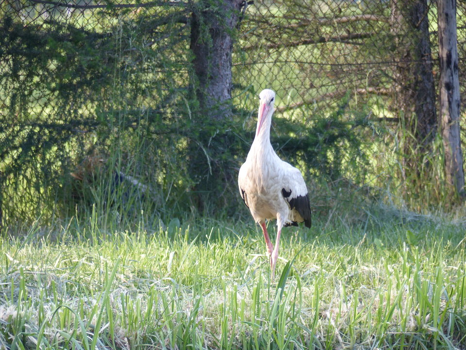 P1000194.JPG - onaongliwice