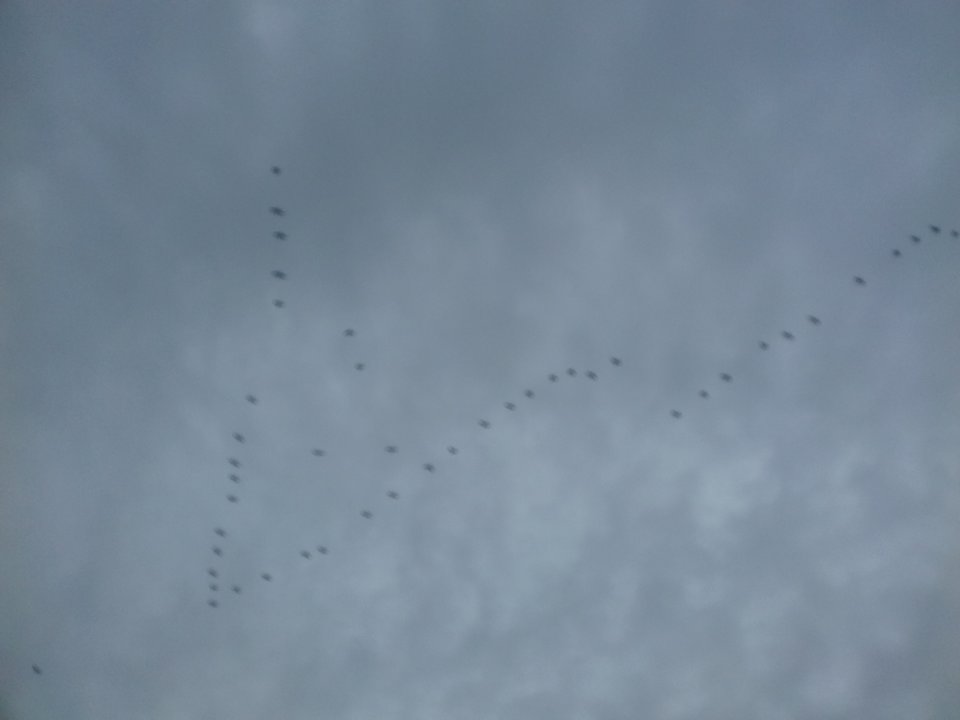 20191117_131838.jpg - torii99