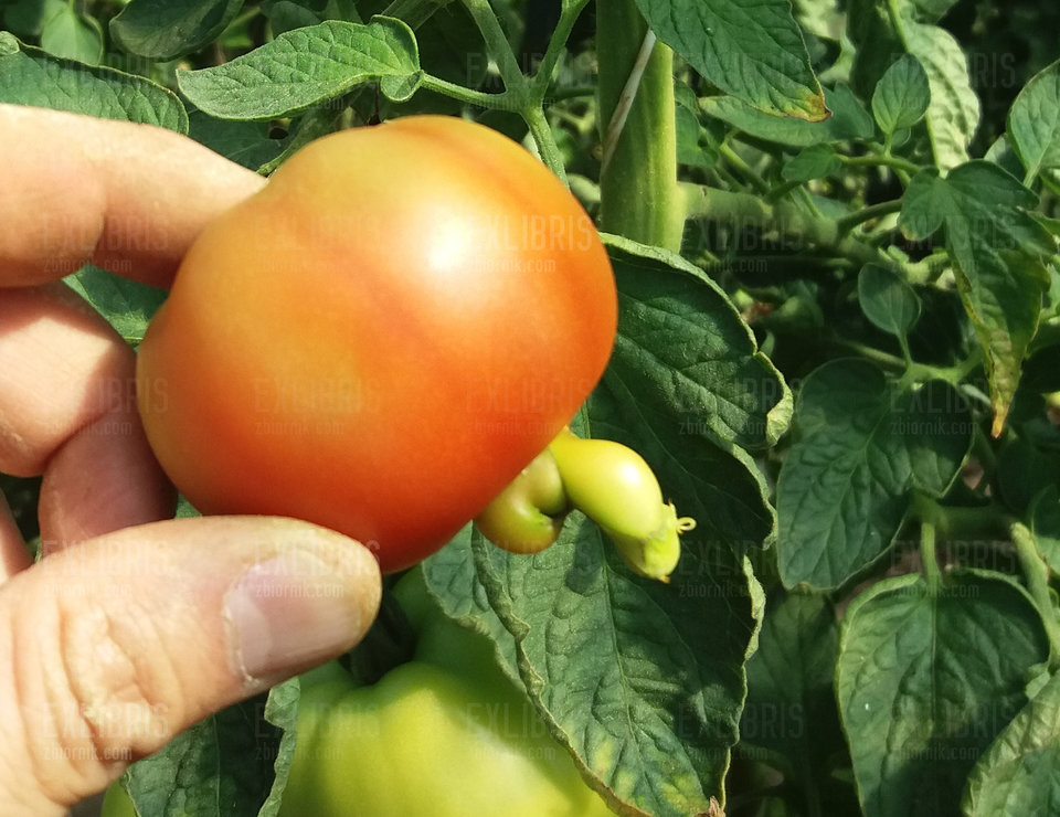 Świntuch nie pomidor... - exlibris