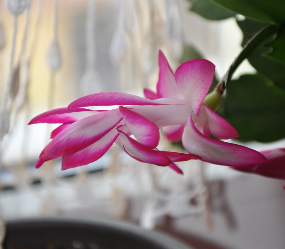 FLOWER.jpg - markonii35