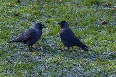 Dwie mrożone kawki z żołędziem