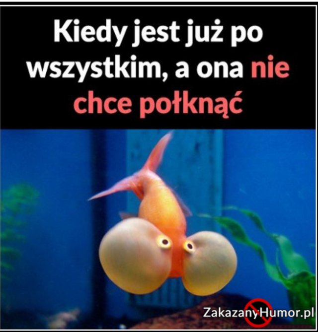 piter 28