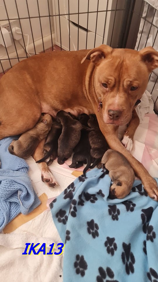 IMG-20211020-WA0000.jpg - ika13