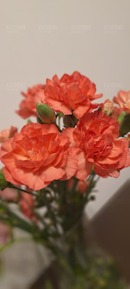 20240219_235026.jpg - KateMike