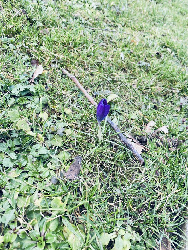 IMG_8726.jpeg - May_Day