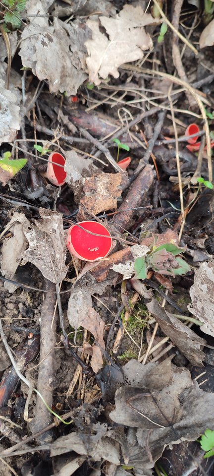 IMG_20240302_132350.jpg - Matii120