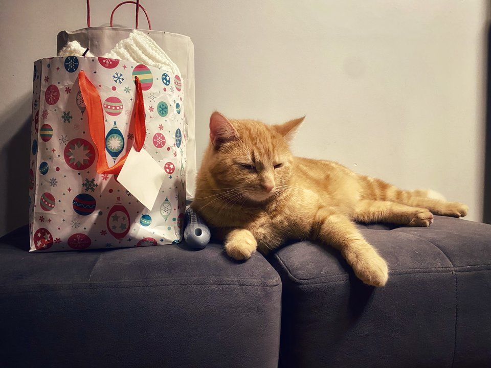 🐈🥱 - serialowapara19782