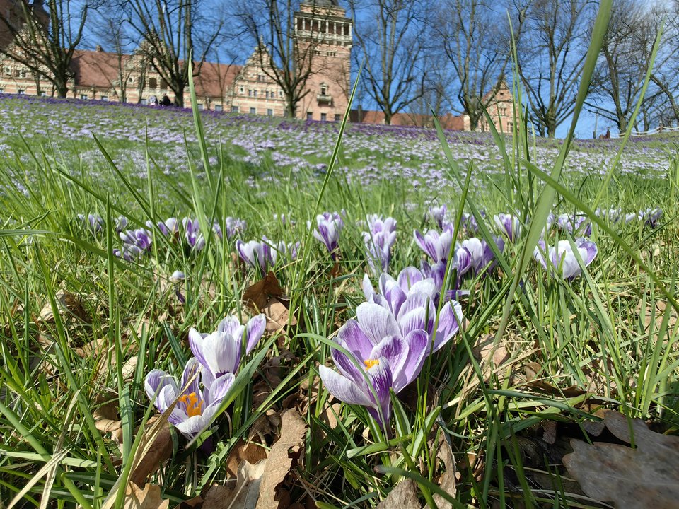 IMG_20240310_114851.jpg - Hedonist11