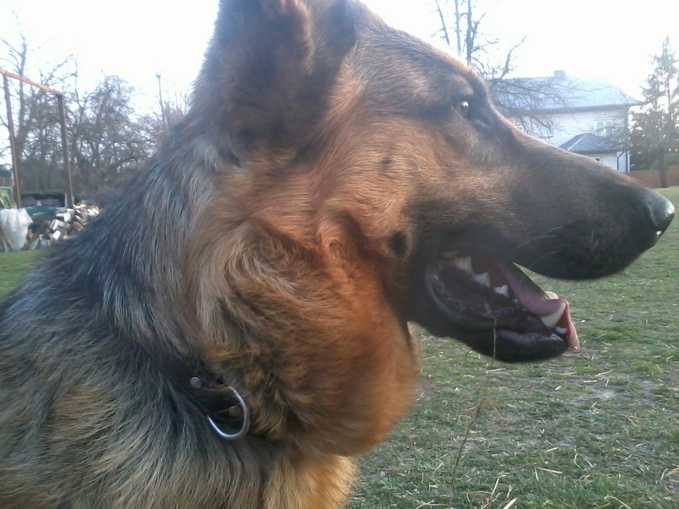 Zdjęcie0984.jpg - dumbum