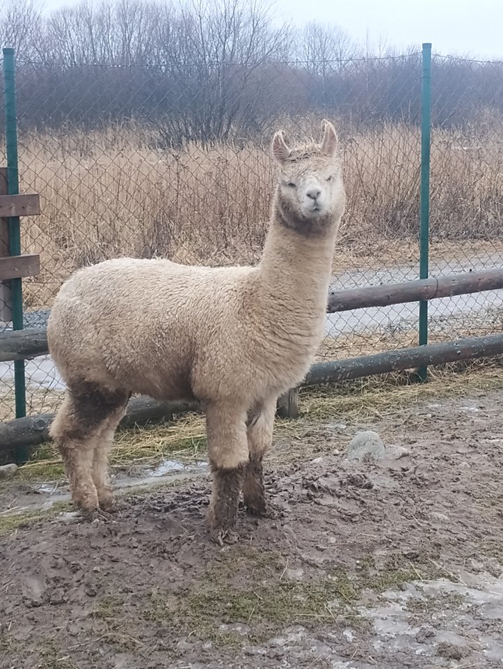 IMG_20260207_155541530.jpg - Wysoki_Krkakus