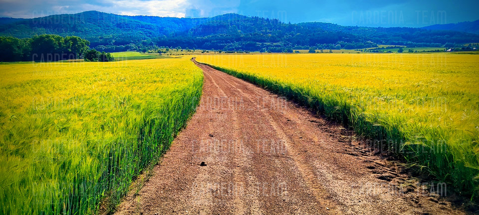 1000054377.jpg - Cardenia_Team