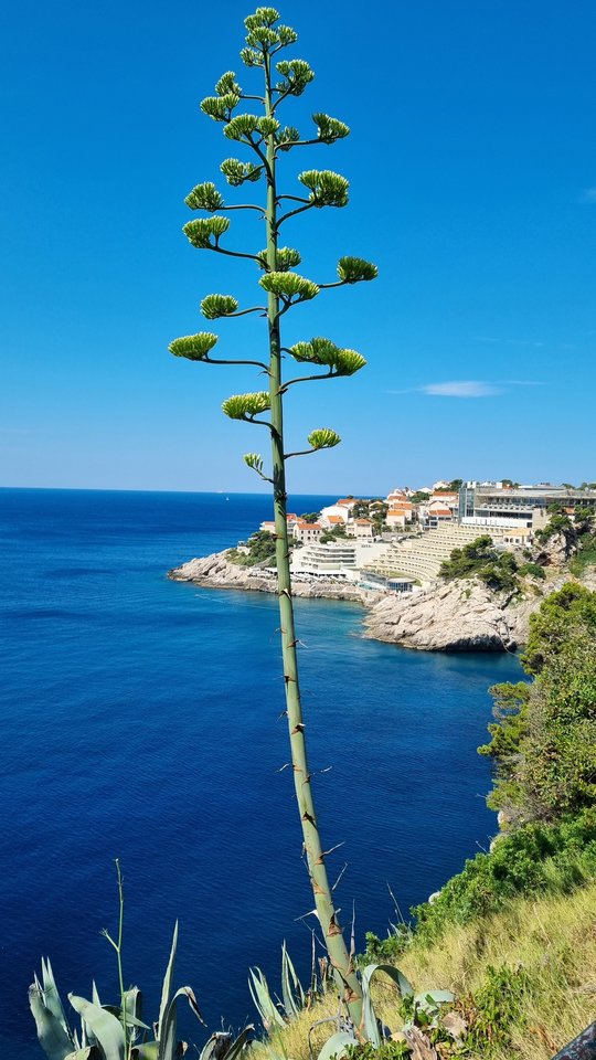 1000021947.jpg - enrikko