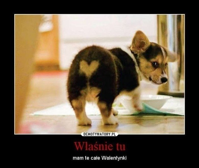 63eb4af80846d_o_medium.jpg - dumbum