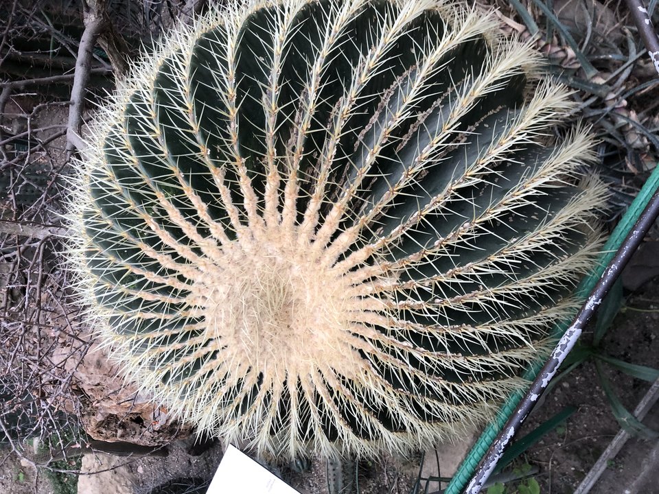 IMG_0758.jpeg - Lucyfer79wr