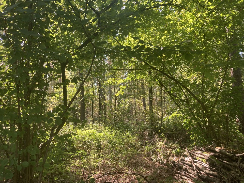 IMG_3257.jpeg - Damapik78