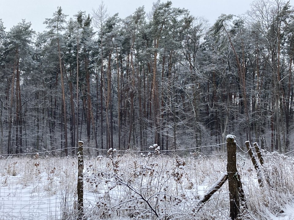 IMG_2196.jpeg - Damapik78