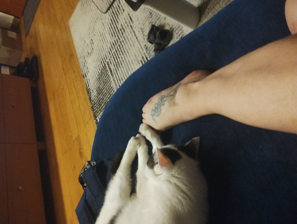 IMG_20260217_004032631.jpg - Blomeria