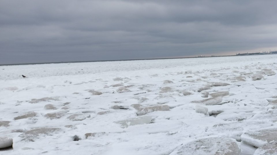 Sopockie pole lodowe. - Morsy_dwa