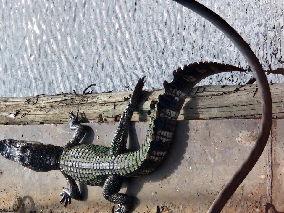 1000007251.jpg - Darco49