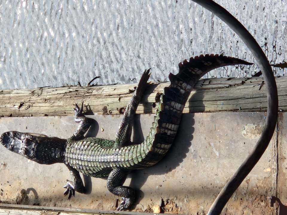 1000007252.jpg - Darco49