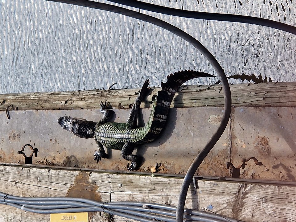 1000007250.jpg - Darco49