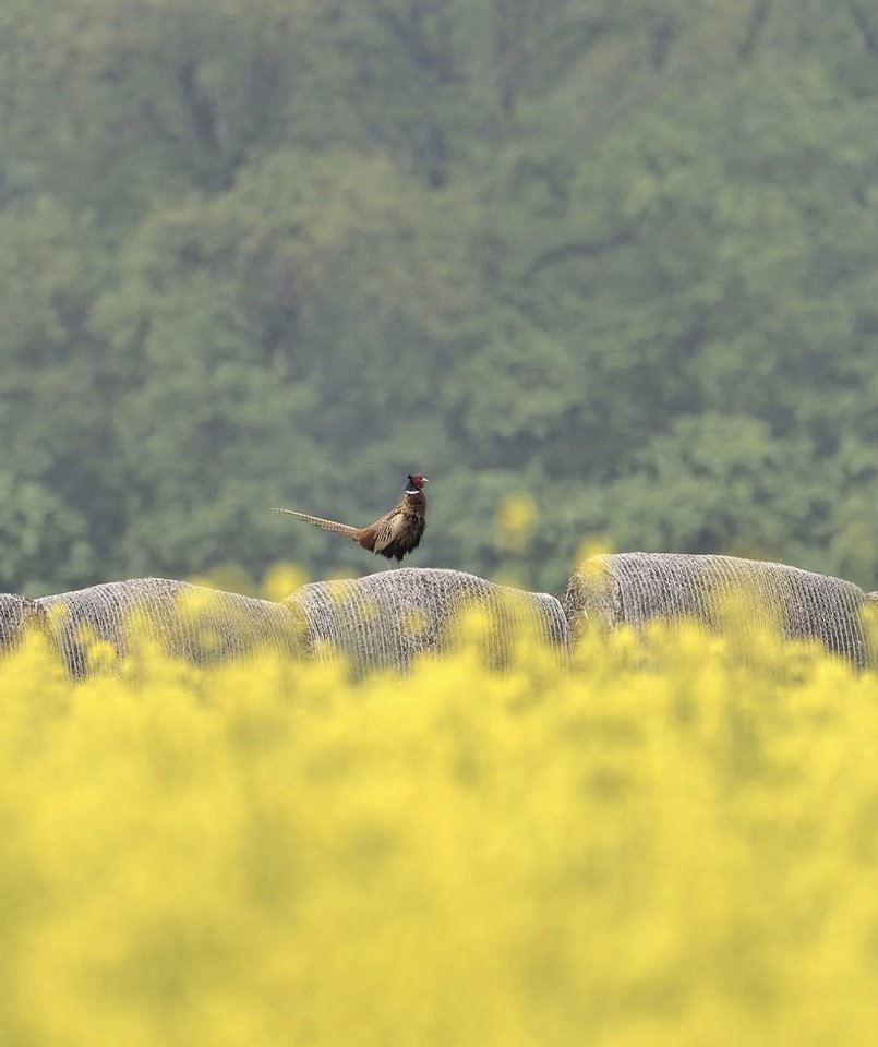 1000030271.jpg - TakijaCT