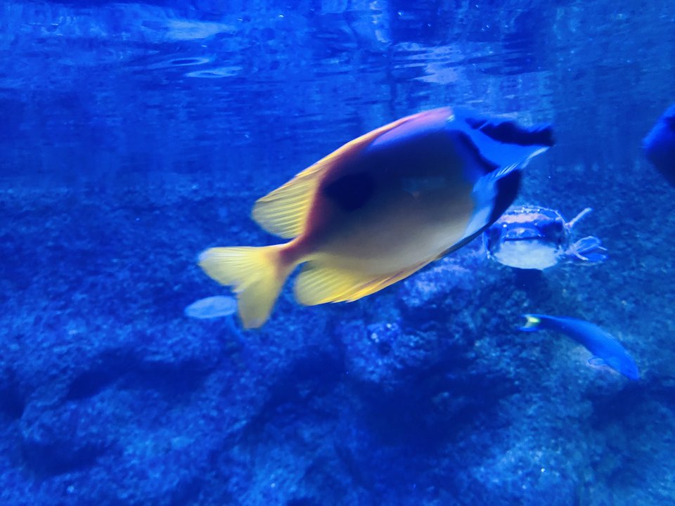 IMG_7552.jpeg - Roxii88