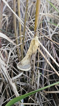 Naga plaża w Stadłach 27.12.2025