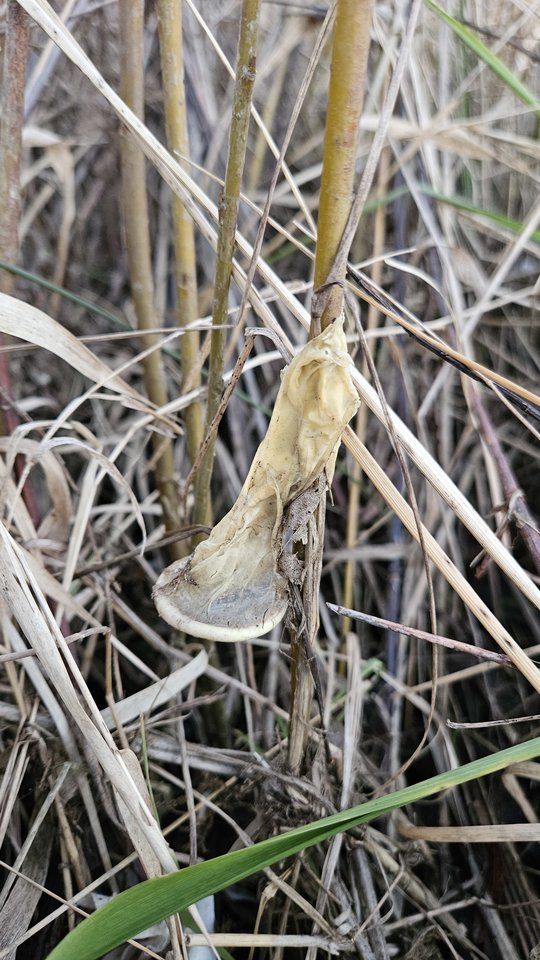 Naga plaża w Stadłach 27.12.2025 - nowytomas