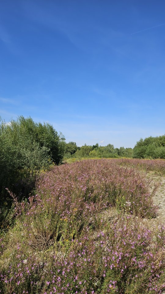 Naga plaża w Stadłach 26.08.2025 - nowytomas