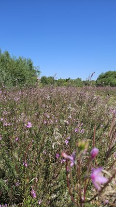 Naga plaża w Stadłach 12.08.2025