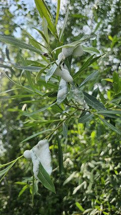 Naga plaża w Stadłach 5.06.2025