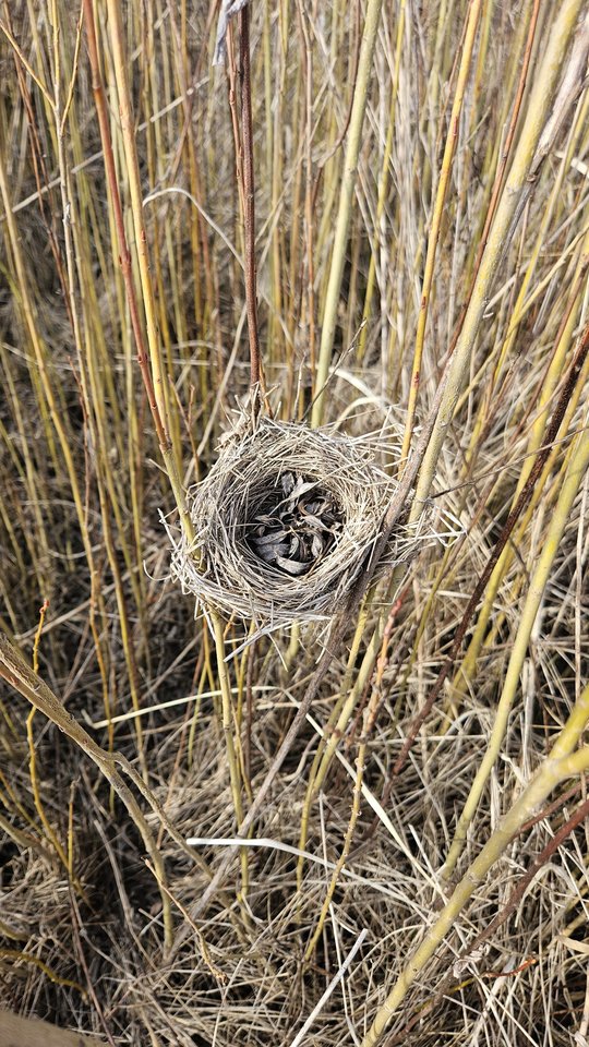 1000022743.jpg - nowytomas