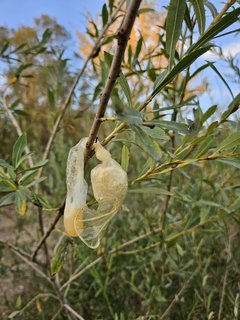 Naga plaża w Stadłach 6.09.2024